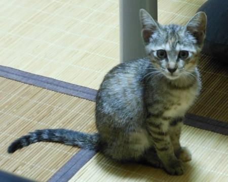 とても人懐っこく、膝の上が大好き