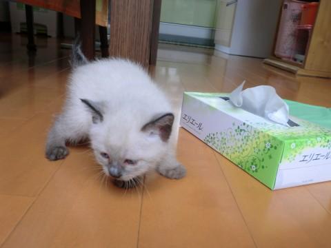 生後五週間です。

ふわっふ