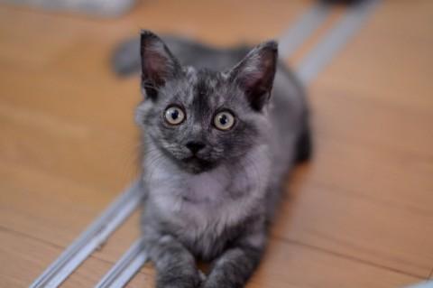 仮名は≪てまり≫といいます
長