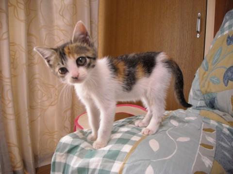 大きさは両手に乗るぐらいで、体重