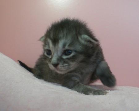 サバトラ♀　尾長（シルバー×ブラ