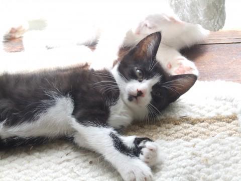 黒白のブチの男の子です。尻尾は短