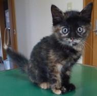 サビ柄の目の大きな可愛い子です。