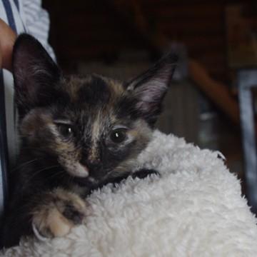 私的に一押しのサビ猫ちゃんです！