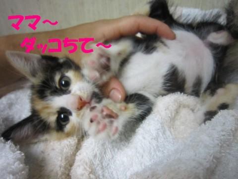 くっきりとした毛色が美しい日本文