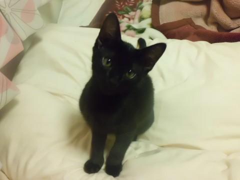 黒猫です。トイレしつけ済みです。