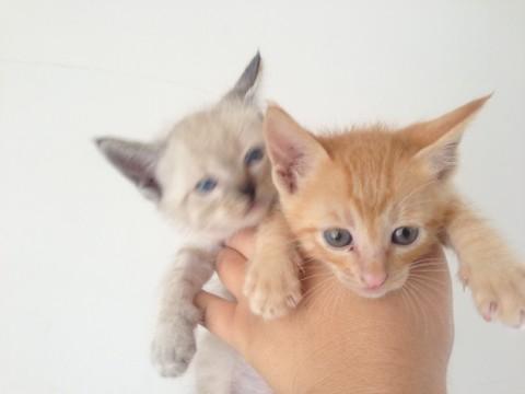 　2匹ともくりっとおめめでふわふ