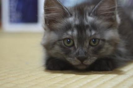 毛足が長く、ふわふわして
おも