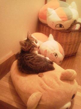 とても人懐っこいです。誰にでもゴ