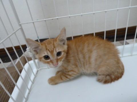 毛色は茶とらの柄です。元気で活発