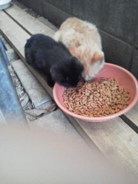 黒猫と茶トラです。