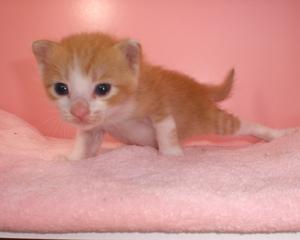 仮名：ピンクちゃん 茶トラ×シロ