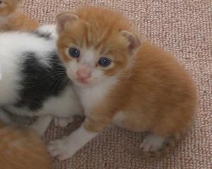 茶トラ×シロ 八割れ♂ 尾長
