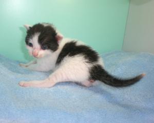 白黒♂ 尾長
この兄弟は比較的