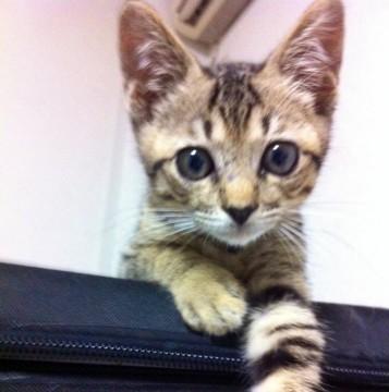 猫を飼った事のない友人でも良く懐