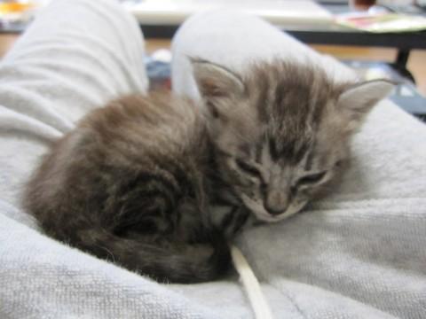 グレーの縞模様の手のひらサイズの