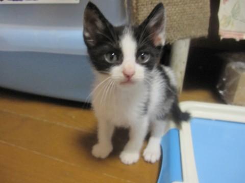 顔ははちわれで白地に黒のうろこの