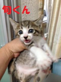 イケメン男子・兄弟唯一の男の子で