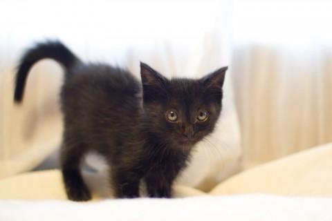 まっすぐで長い尻尾に、ふわふわし