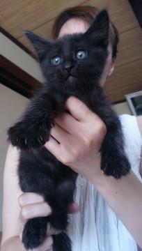 くろ猫です。光か、あたるとうっす