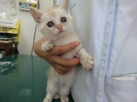 性格は大人しい女の子です。