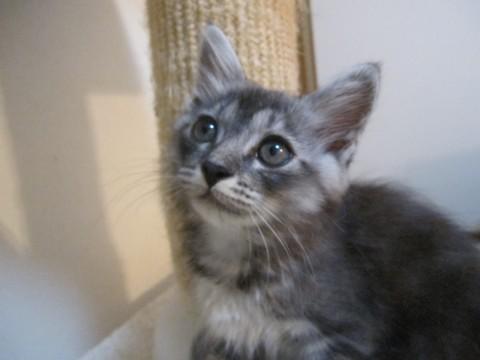 黒とグレーのあまりはっきりしない