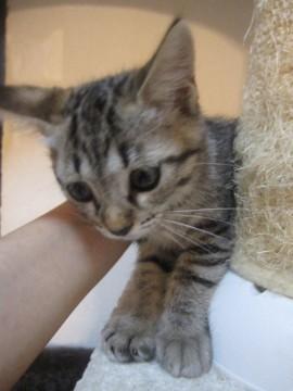 可愛いきじトラです。
性格はか