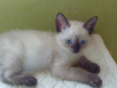 シャム系の雑種
目はブルー
