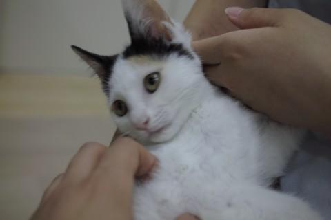 頭のてっぺんには黒模様があり、耳