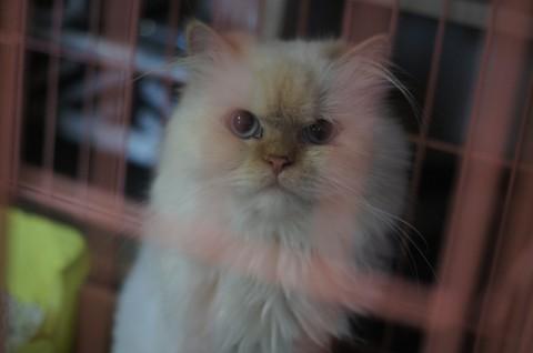 種類　ヒマラヤン
性別　男の子