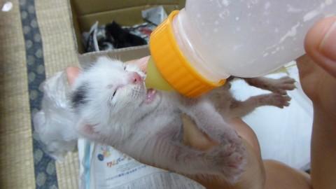 7/23前後の生まれ。

白