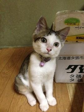 キジ白の男の子です。
食欲いっ