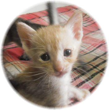 名前は、　うすちゃさん（仮名）と