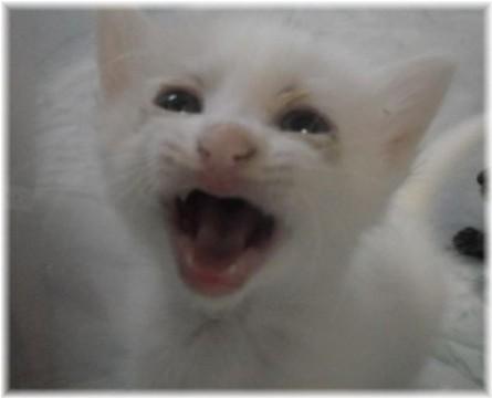 名前は　白ちゃん（仮名）です。