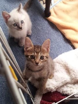子猫たちは1～１.５ヶ月くらいで