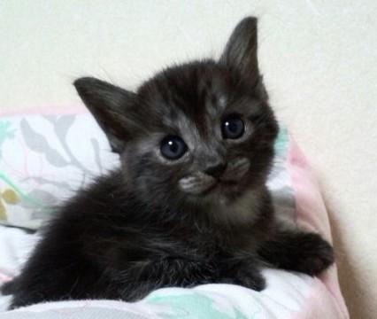 背中だけ黒メインで、顔やお腹や足