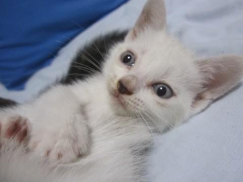 青い目のとてもきれいな白猫ちゃん