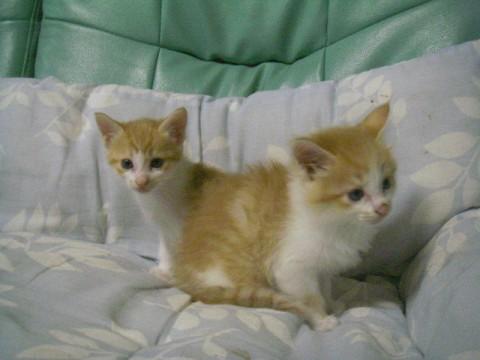 白茶トラのメス猫です。

一