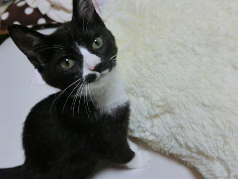 黒白色にお鼻にぶちつき。白の靴下