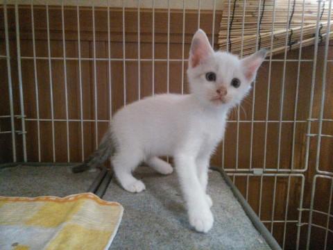 母猫の目が青いので将来目が青いか
