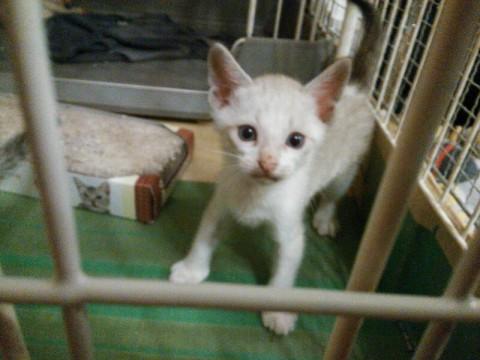 母猫の目が青いので将来目が青いか