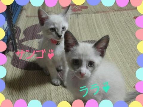 【サンゴちゃん】
４匹の中で一