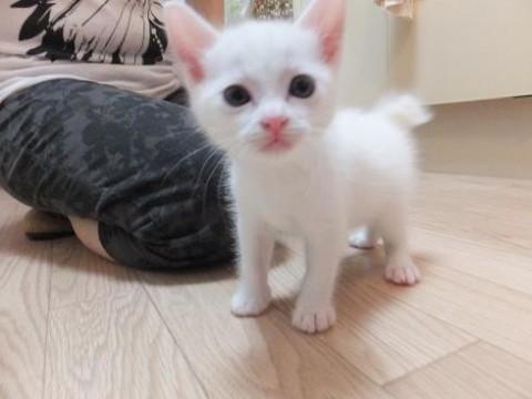 白猫さんです。

ちょっぴり
