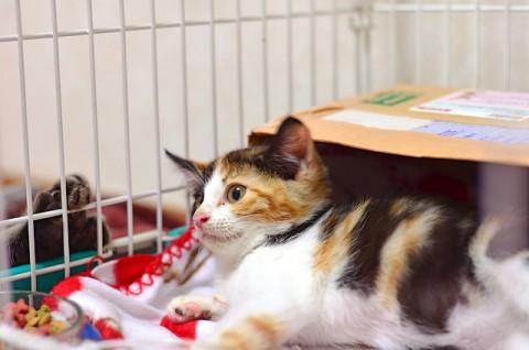 三毛猫ちゃんの女の子です。
