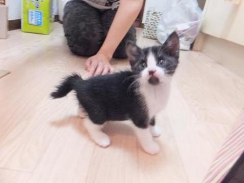 白黒ハチワレ君です。

３兄