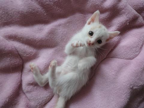 体は白色で、頭の上と尻尾に茶色が