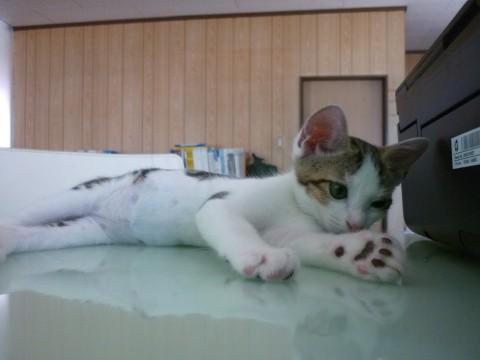 ■掲載No.26515の兄弟猫で