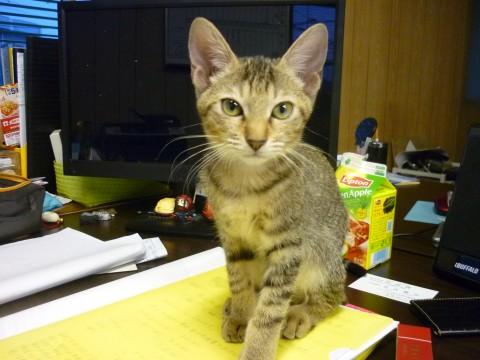 ■掲載No.26514の兄弟猫で