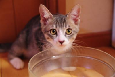 グレーとベージュのトラ猫くんです