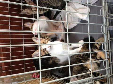キジトラ、茶トラはちわれ、残念ア